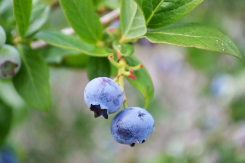 Agriculture Seasons in Adams County Agriculture Seasons in Adams County