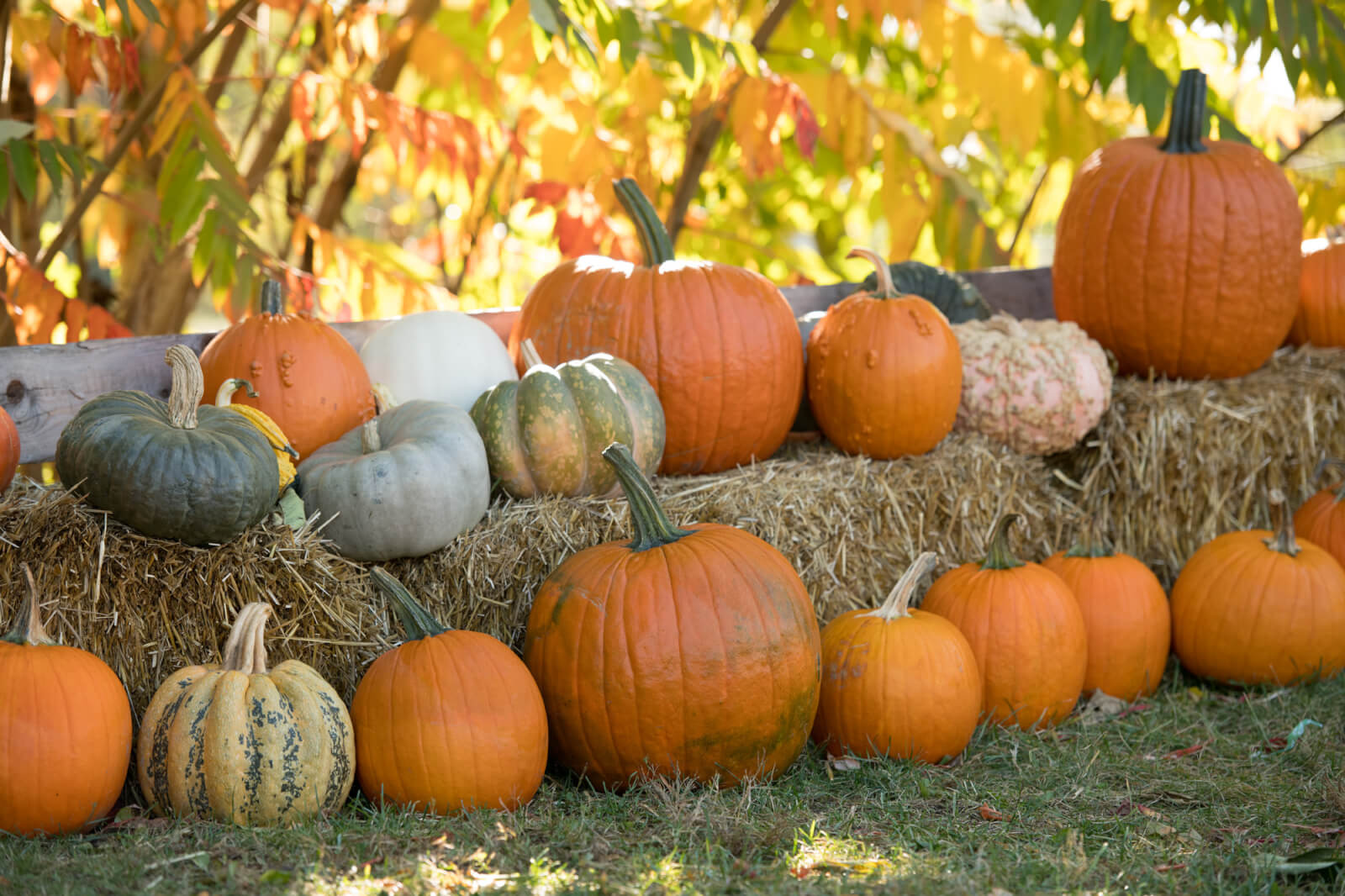 Pumpkin carver Mike Pickett talks about his amazing creations 