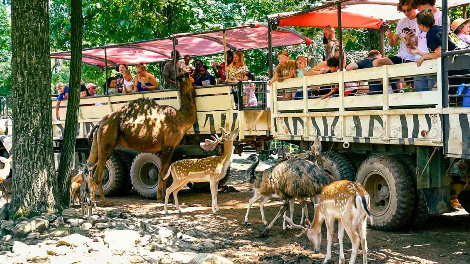 Tourists on a safari truck interact with a camel, deer, and ostriches