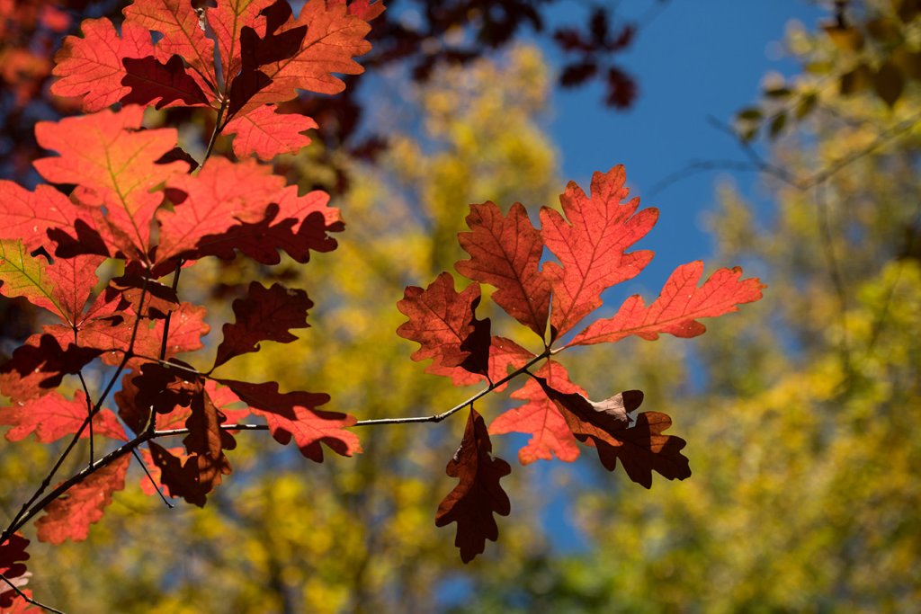 Reasons to Visit Gettysburg this October