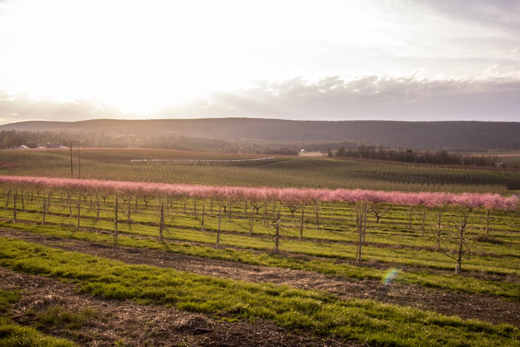 Immerse Yourself in the Adams County Blossom Belt
