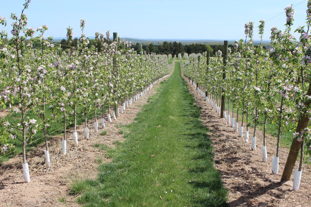 Immerse Yourself in the Adams County Blossom Belt