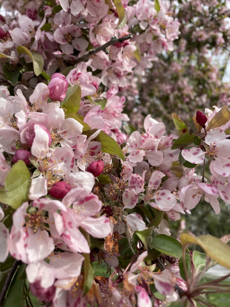 Immerse Yourself in the Adams County Blossom Belt