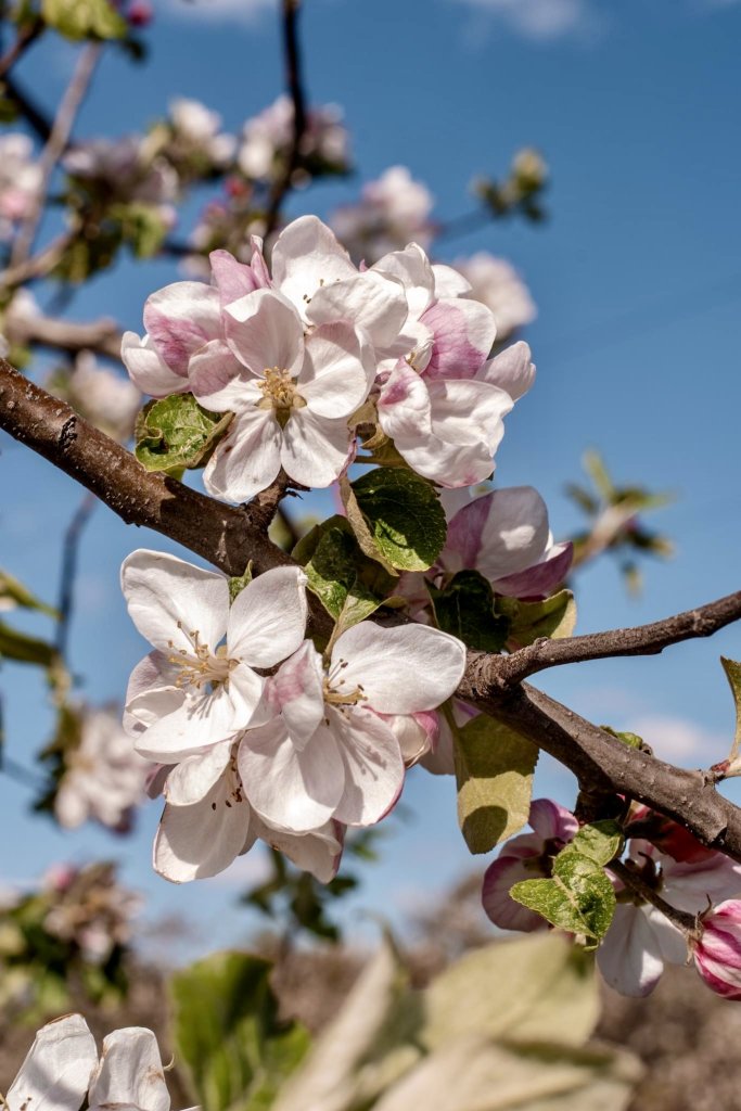 Immerse Yourself in the Adams County Blossom Belt