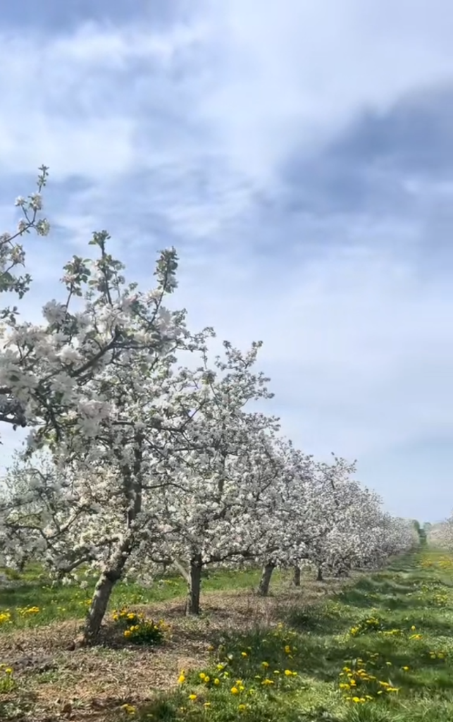 Spring in Gettysburg
