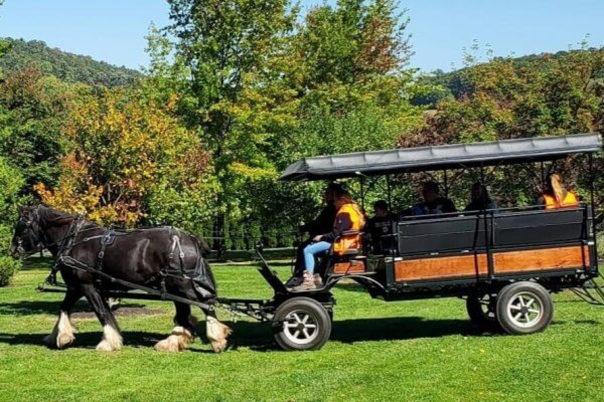 Horse and Carriage Rides