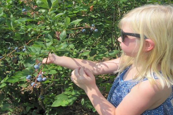 young girl picking blueberries
