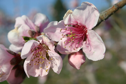 Peach Blossoms