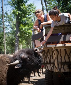 Two tourists lean out of a safari vehicle to feed a large bison near Gettysburg, PA