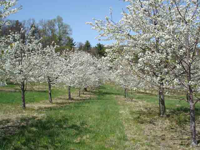 Adams County Blossom Belt